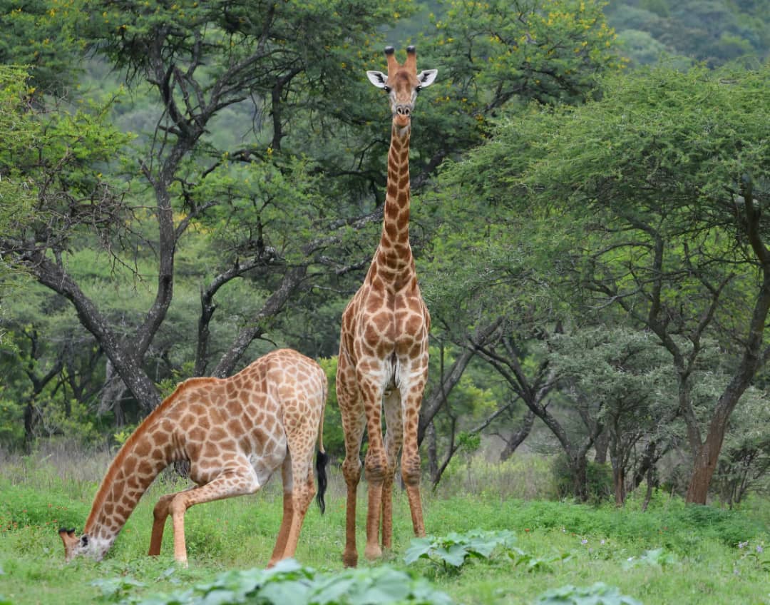 tanzania safari