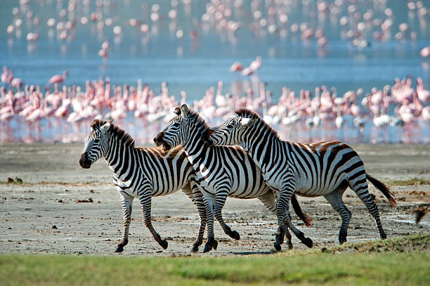 mountain climbing in tanzania & Private luxury safari: Safari stride