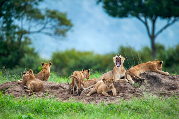 tanzania safari