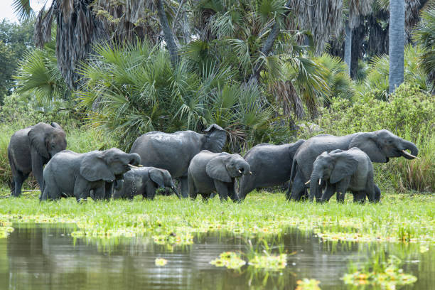 tanzania safari